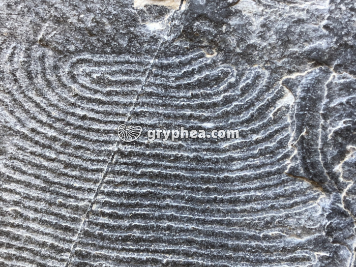 Helmintoïdes (traces de vie dans un flysch - détail)  - gryphea.org